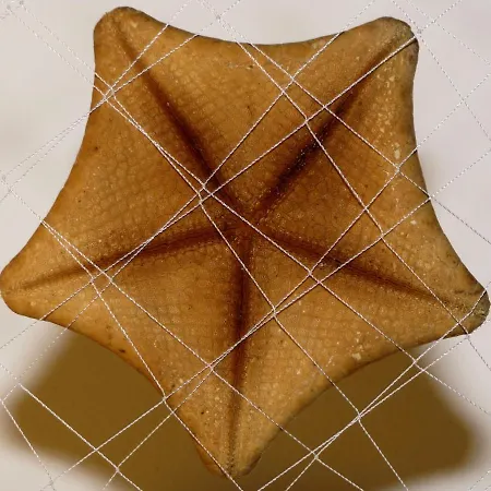 ドルチェ エステート アパート